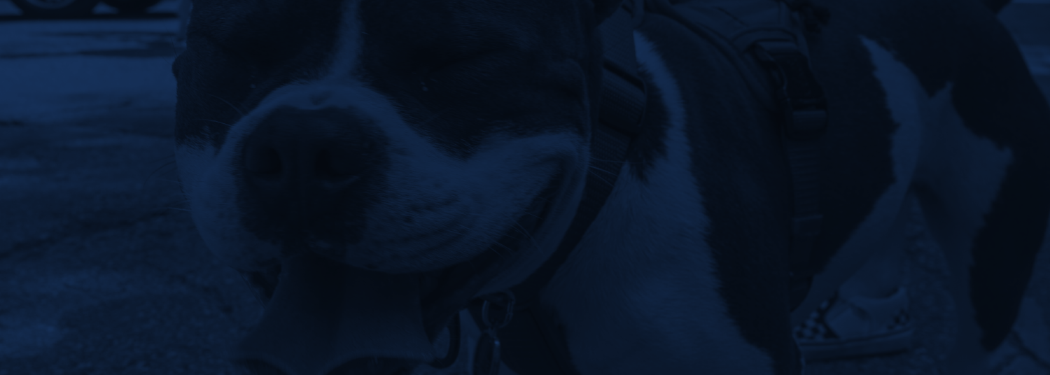 Dog with its tongue out downtown.