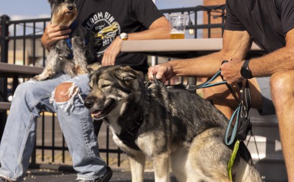 Two men and two dogs sitting outside at Wake Brewery