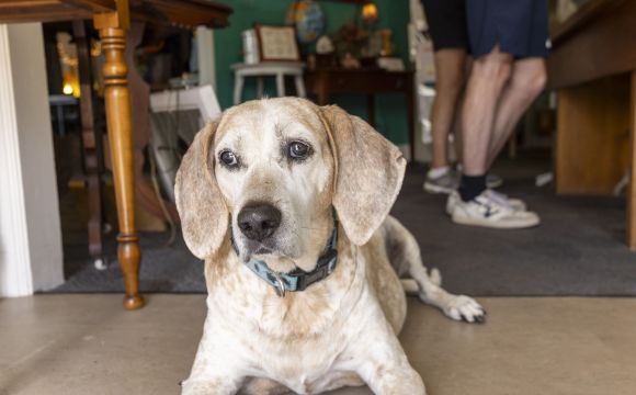 a dog at Skeleton Key Art & Antiques
