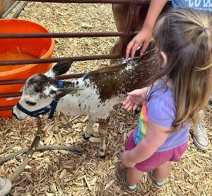 Young child petting a small farm animal.